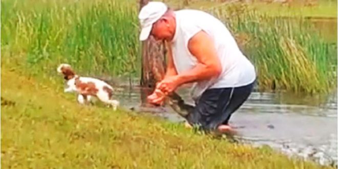 VIDEO: Hombre salta al agua para sacar a su perro de la boca de un cocodrilo