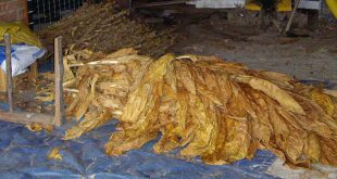 Iota no afectó mucho a la industria tabacalera en Comayagua