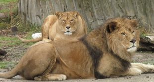 Cuatro leones diagnosticados con coronavirus en zoológico de Barcelona, España