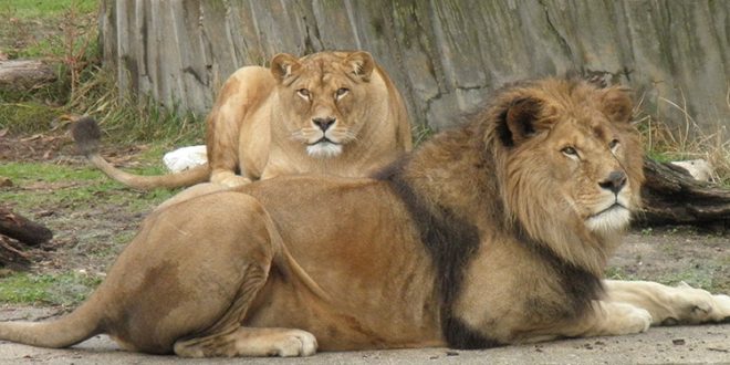 Cuatro leones diagnosticados con coronavirus en zoológico de Barcelona, España