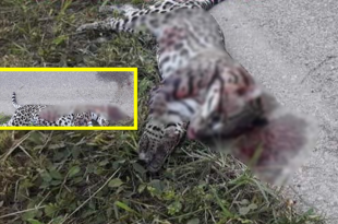 ¡INDIGNANTE!: Matan a tiros a un leopardo en un sector de Santa Cruz de Yojoa