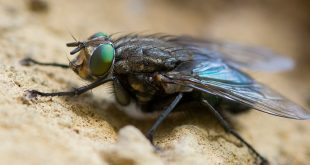 Revelan cómo los insectos obtuvieron sus alas