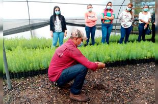 ICF: Reforestarán 80,000 hectáreas próximo año