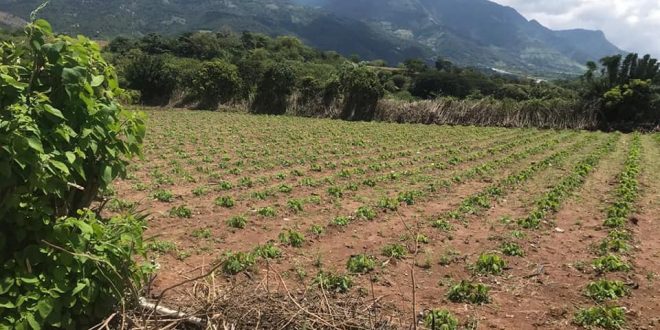 Apoyan a 156 productores de Olancho