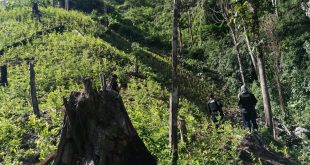 Localizan 15 mil arbustos de coca en zona atlántica de Honduras