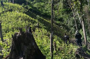 Localizan 15 mil arbustos de coca en zona atlántica de Honduras