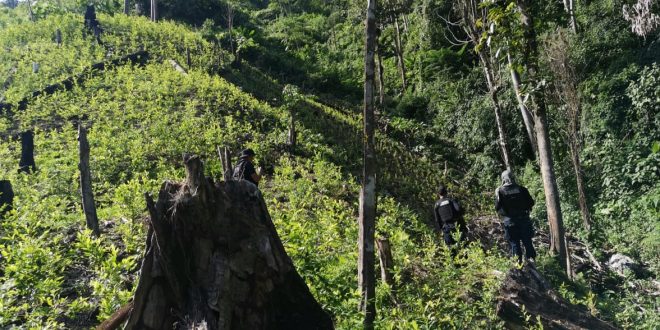 Localizan 15 mil arbustos de coca en zona atlántica de Honduras