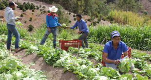 Agrocrédito, Firsa y Crédito Solidario fortalecen seguridad alimentaria