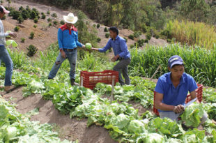 Agrocrédito, Firsa y Crédito Solidario fortalecen seguridad alimentaria