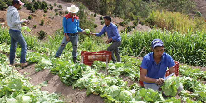 Agrocrédito, Firsa y Crédito Solidario fortalecen seguridad alimentaria