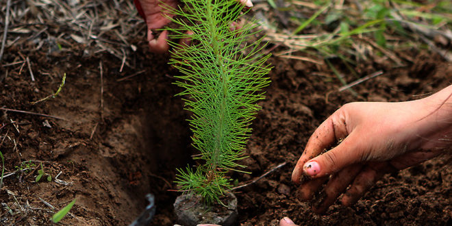 Honduras celebra el “Día del Árbol” con alta destrucción de sus bosques