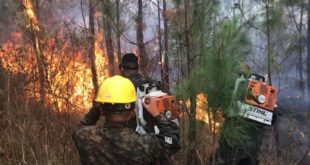 Incompetencia de ICF y FFAA deja 98.000 hectáreas afectadas por 1.202 incendios forestales en Honduras