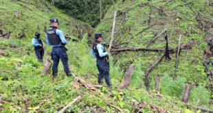Policía Nacional ubican plantación de marihuana en Olancho