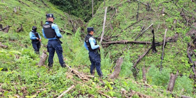 Policía Nacional ubican plantación de marihuana en Olancho