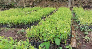 Erradican plantación y vivero de arbustos de coca en Patuca, Olancho