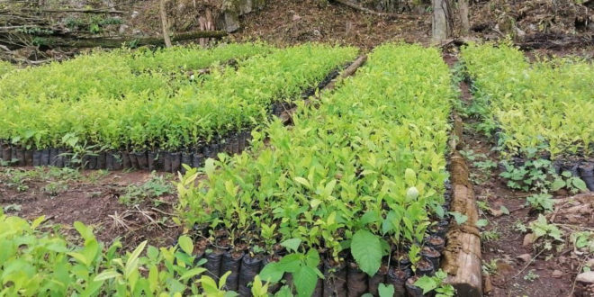 Erradican plantación y vivero de arbustos de coca en Patuca, Olancho