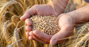 EEUU comprará $ 68 millones de trigo ucraniano para enviar a países pobres