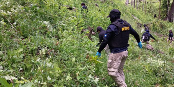 Erradican más de 2.5 manzanas de plantaciones de hoja de coca en Olancho