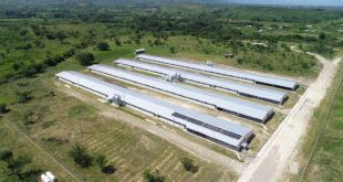 CMI instala más de 3 mil paneles solares en operaciones avícolas