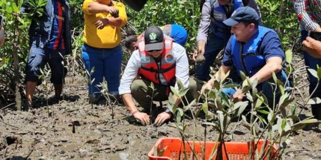 Con 80 mil plantas, pobladores reforestarán manglares en el Golfo de Fonseca