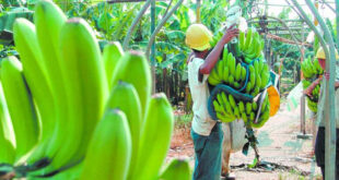 En 60 % disminuye las áreas cultivadas de banano en Honduras