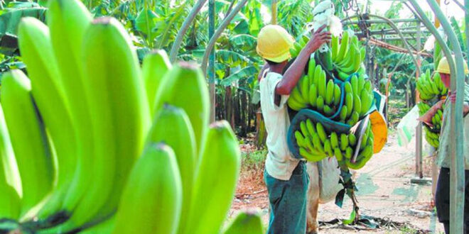 En 60 % disminuye las áreas cultivadas de banano en Honduras