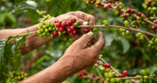 Escasez de mano de obra enciende las alarmas en cosecha cafetalera de Honduras