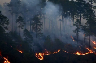 Honduras ha perdido 63,433 hectáreas de bosque por incendios en este 2024