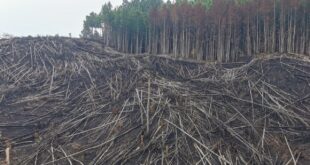 Investigan tala de más de mil árboles en zona núcleo del PANACOMA