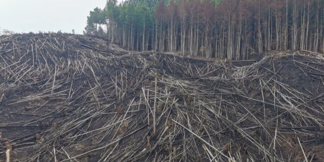 Investigan tala de más de mil árboles en zona núcleo del PANACOMA
