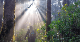 Honduras conmemora el Día Mundial del Medio Ambiente con llamados de compromisos a proteger el planeta